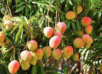 Mango Yetiştiriciliği